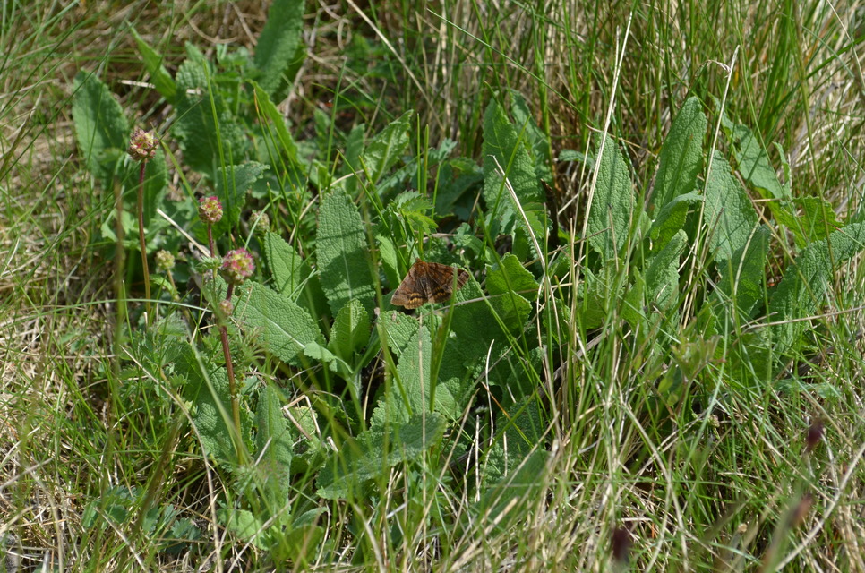 Euclidia glyphica - közönséges nappalibagoly