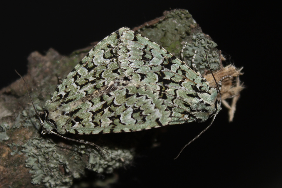 Griposia aprilina - őszi zöldbagoly