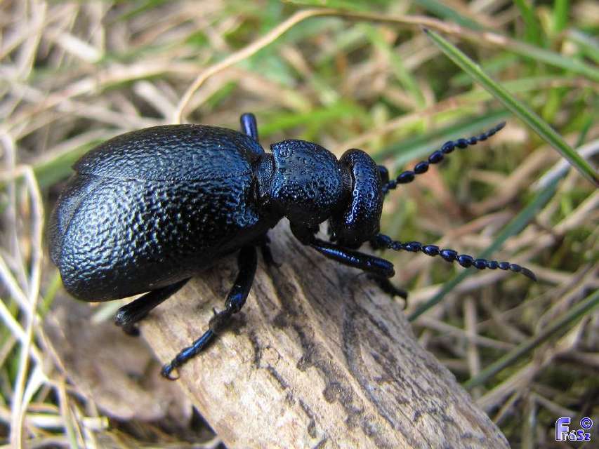 Meloe proscarabaeus - közönséges nünüke
