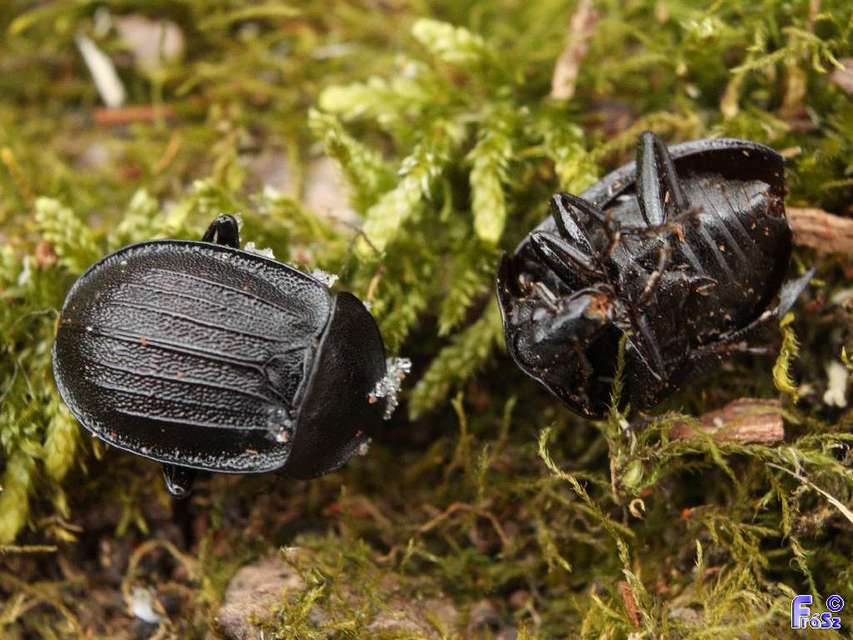 Phosphuga atrata - bordás csigarabló