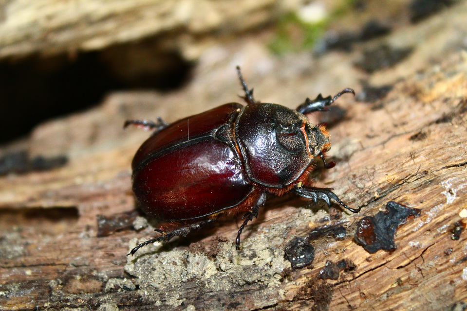 Oryctes nasicornis - orrszarvú bogár