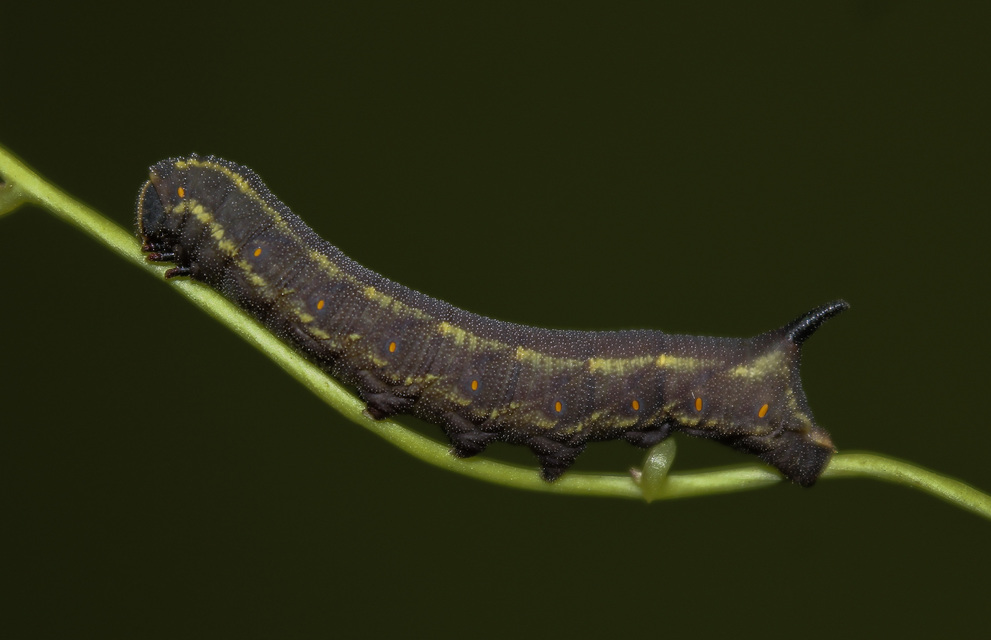 Agrius convolvuli - szulákszender