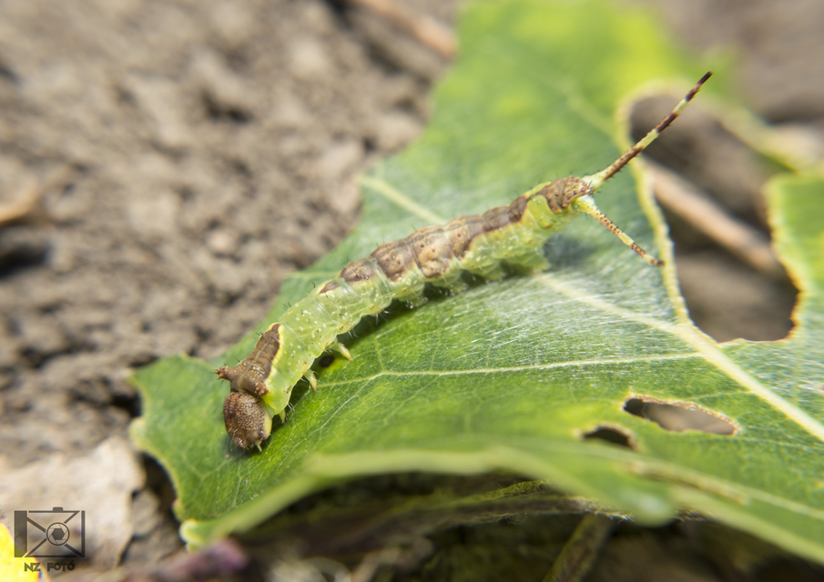 Furcula bifida - kis púposszövő