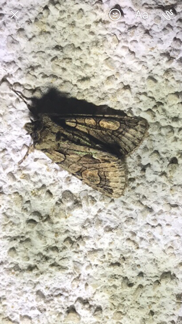 Allophyes oxyacanthae - galagonyabagoly