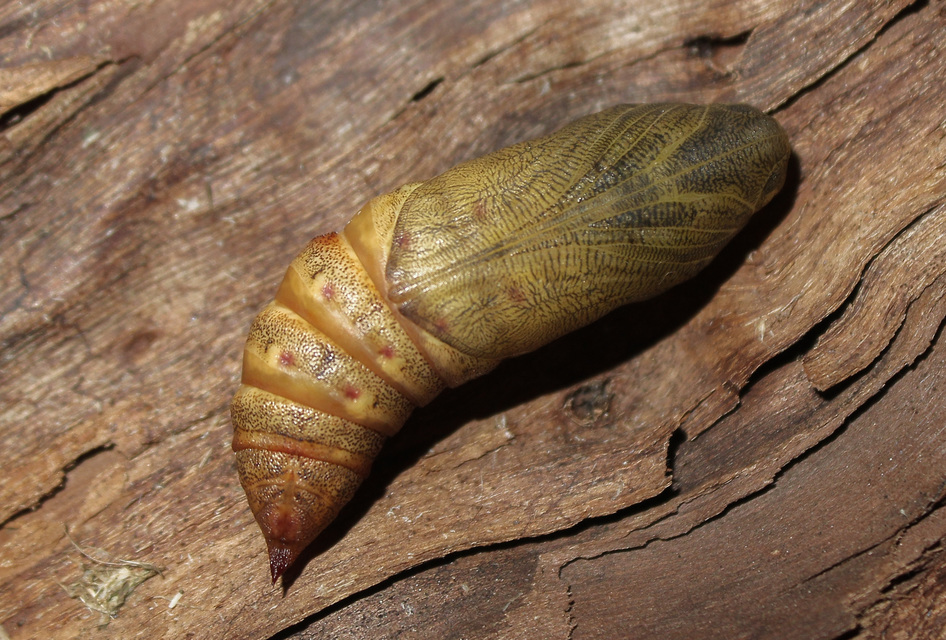 Hyles euphorbiae - kutyatejszender