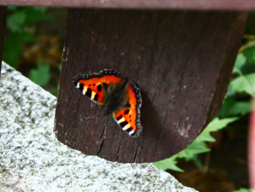 Nymphalis urticae - kis rókalepke
