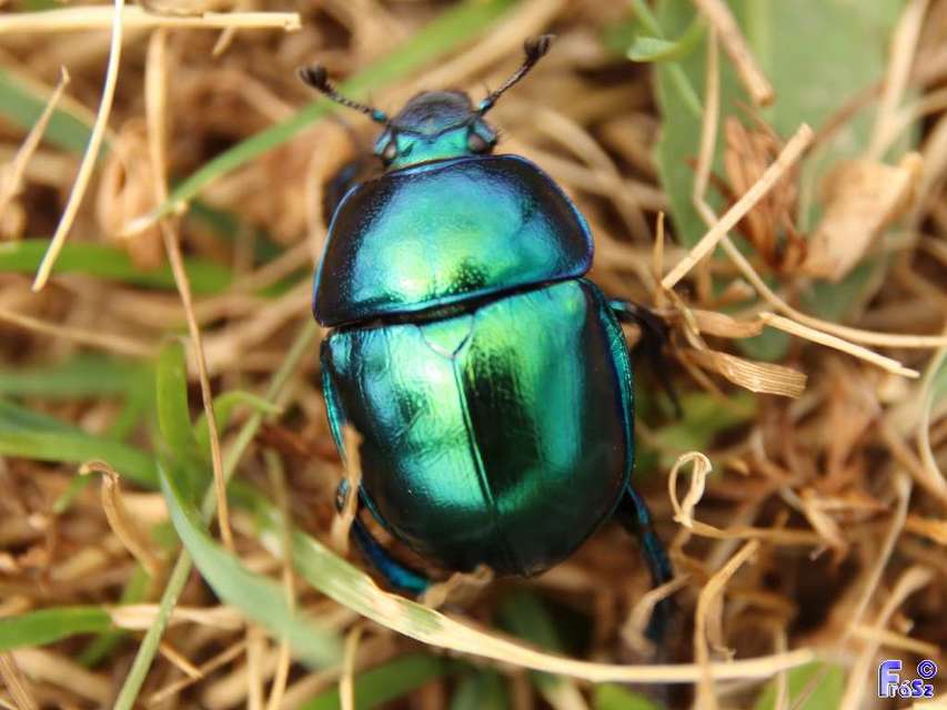 Trypocopris vernalis - tavaszi álganéjtúró