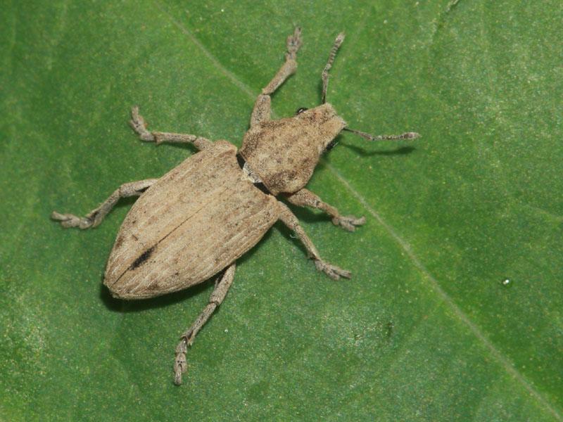 Tanymecus dilaticollis - kukorica-hegyesfarúbarkó