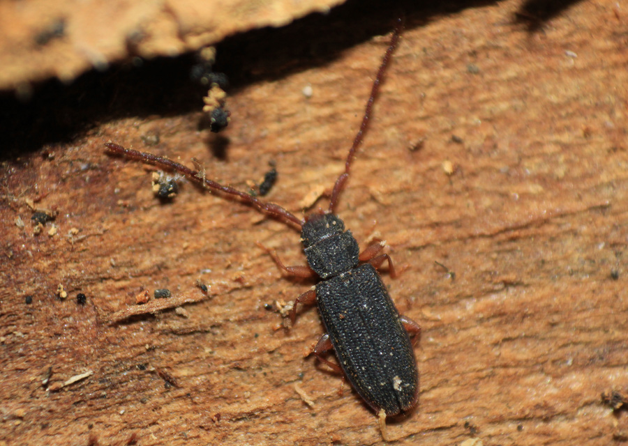 Uleiota planatus - hosszúcsápú fogasnyakú-lapbogár