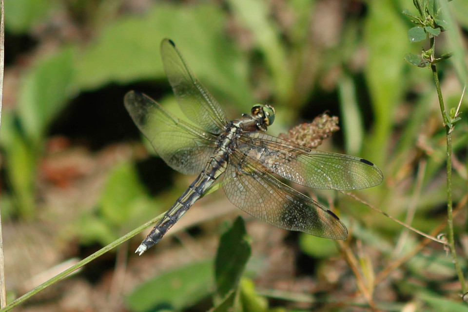 Orthetrum albistylum - fehérfarkú pásztorszitakötő