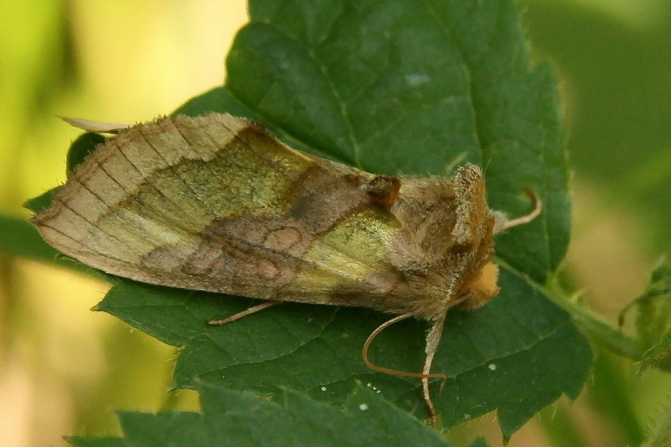 Diachrysia chrysitis - aranybagoly