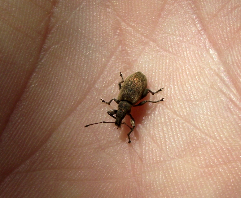 Phyllobius pomaceus - csalán-levélormányos