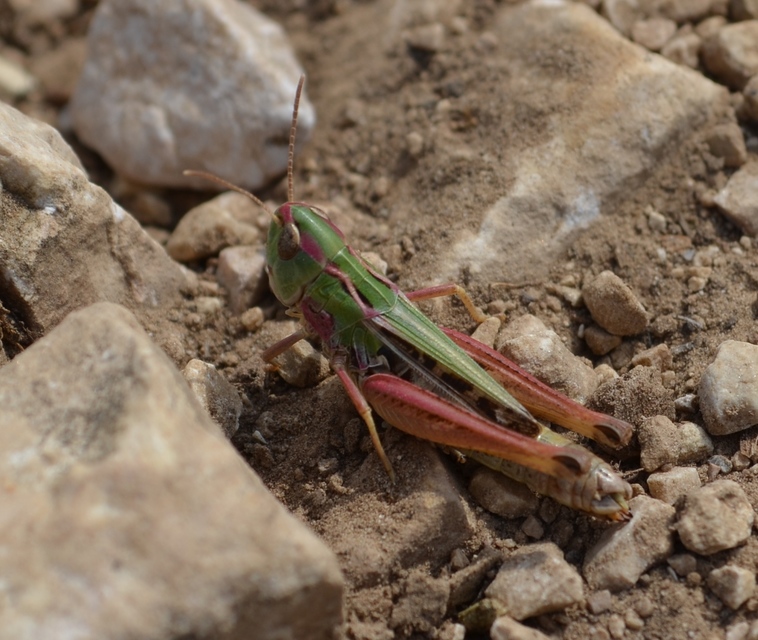 Stenobothrus nigromaculatus - sztyeppréti sáska
