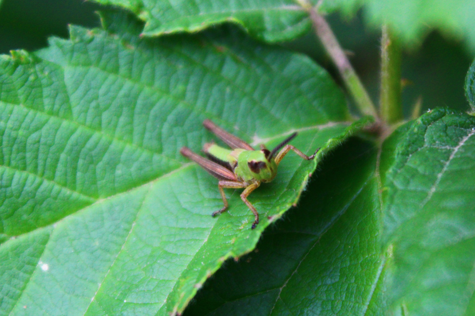 Chorthippus (Chorthippus) (subgenus)