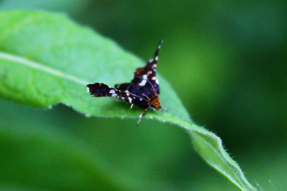Thyris fenestrella - gyakori ablakosmoly