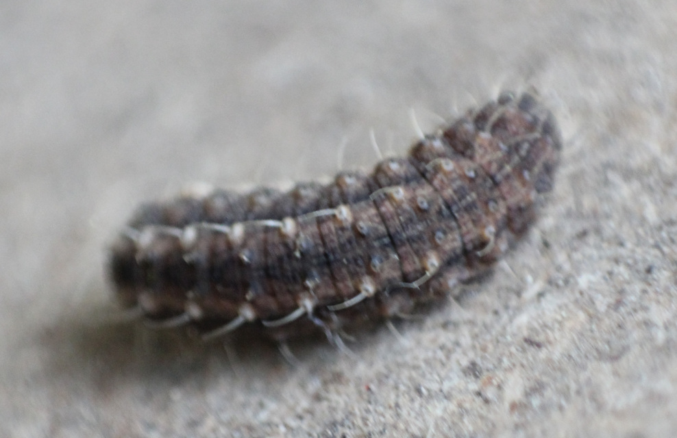Polypogon tentacularia - sötétaljú karcsúbagoly