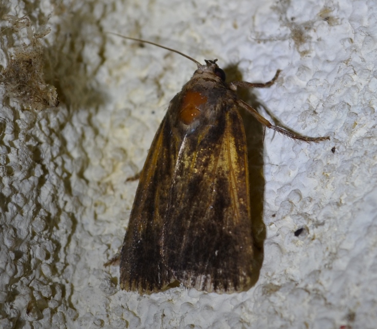 Amphipyra livida - zsírfényű bagoly