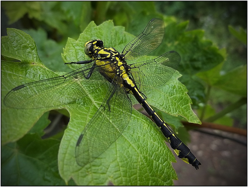 Gomphus vulgatissimus - feketelábú folyami-szitakötő