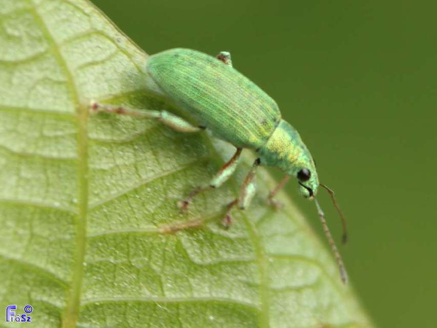 Polydrusus formosus - selymes lombormányos