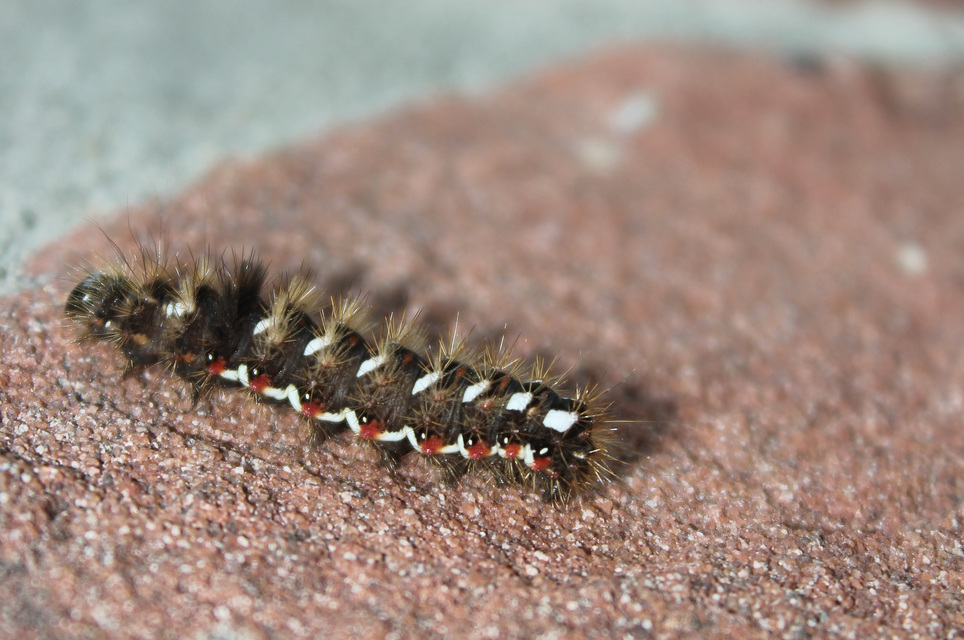 Acronicta rumicis - sóska-szigonyosbagoly Acronicta rumicis - sóska-szigonyosbagoly