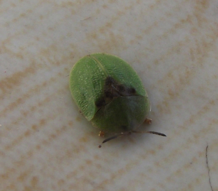 Cassida Cassida