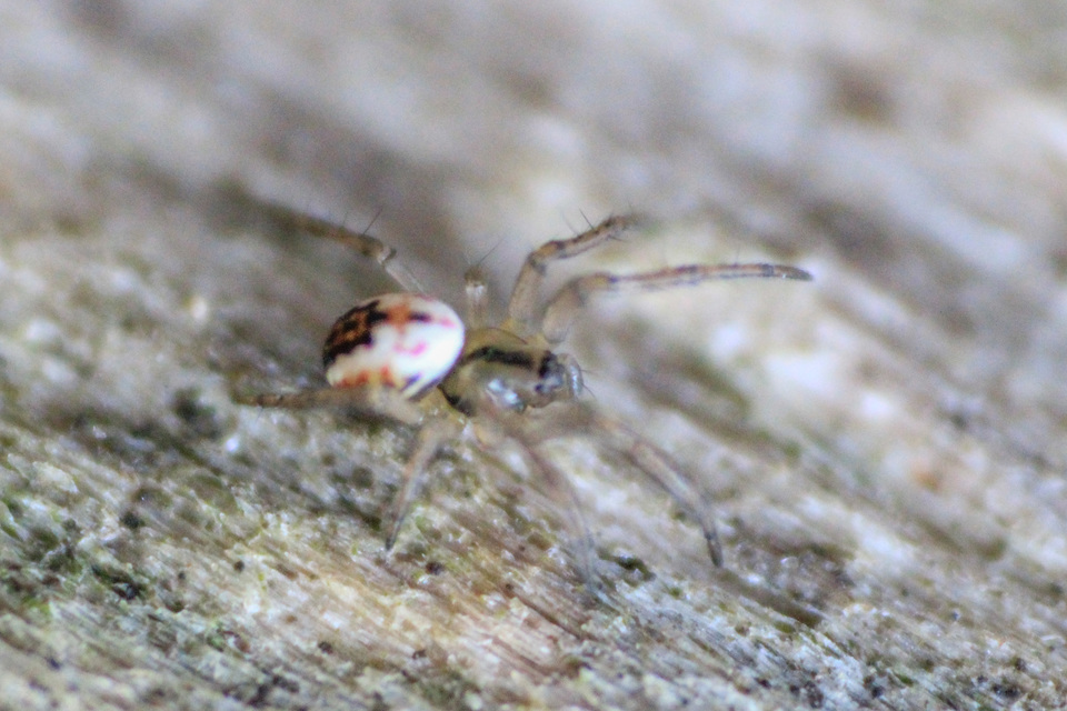 Mangora acalypha - réti keresztespók