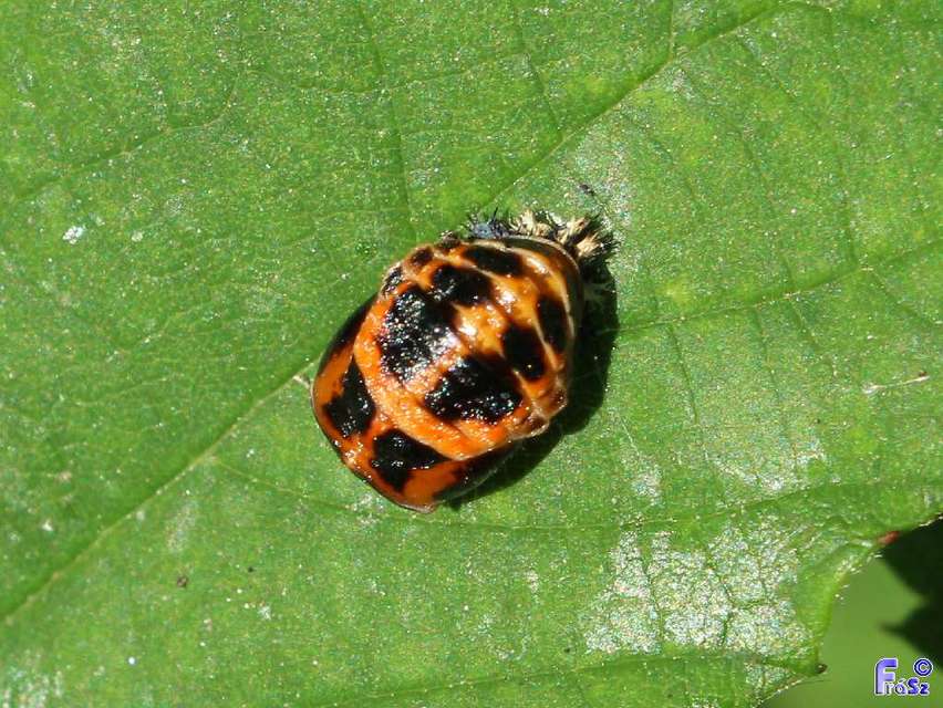 Harmonia axyridis - harlekinkatica