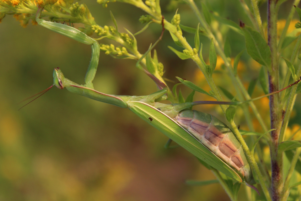 Mantis religiosa - imádkozósáska