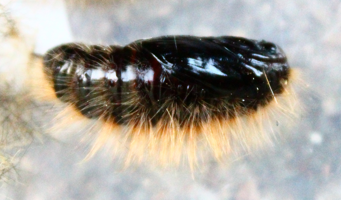 Gynaephora fascelina - vesszős szövő