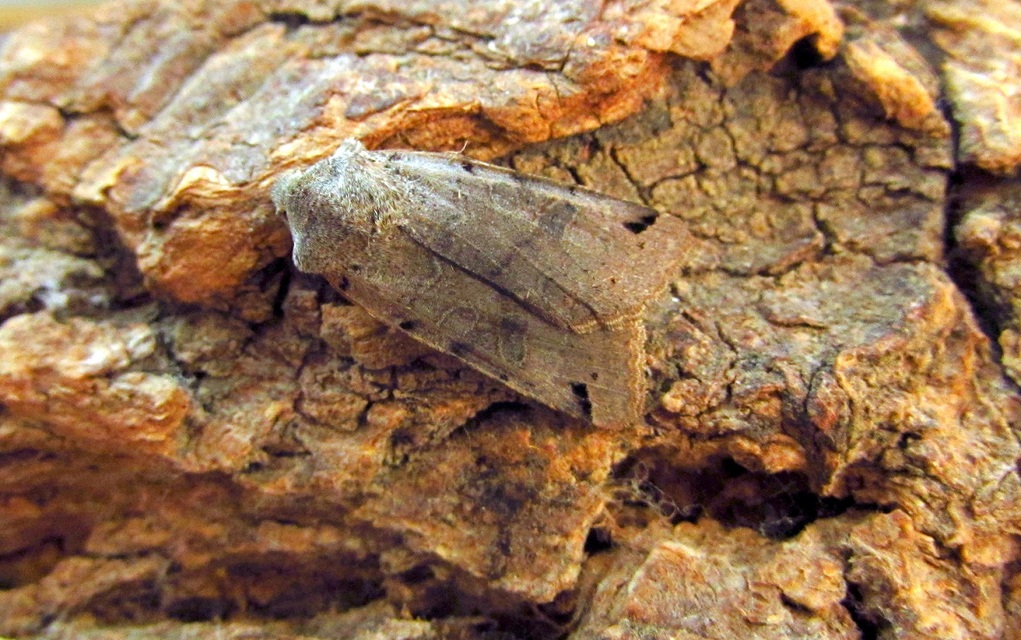 Anchoscelis litura - tarka őszibagoly