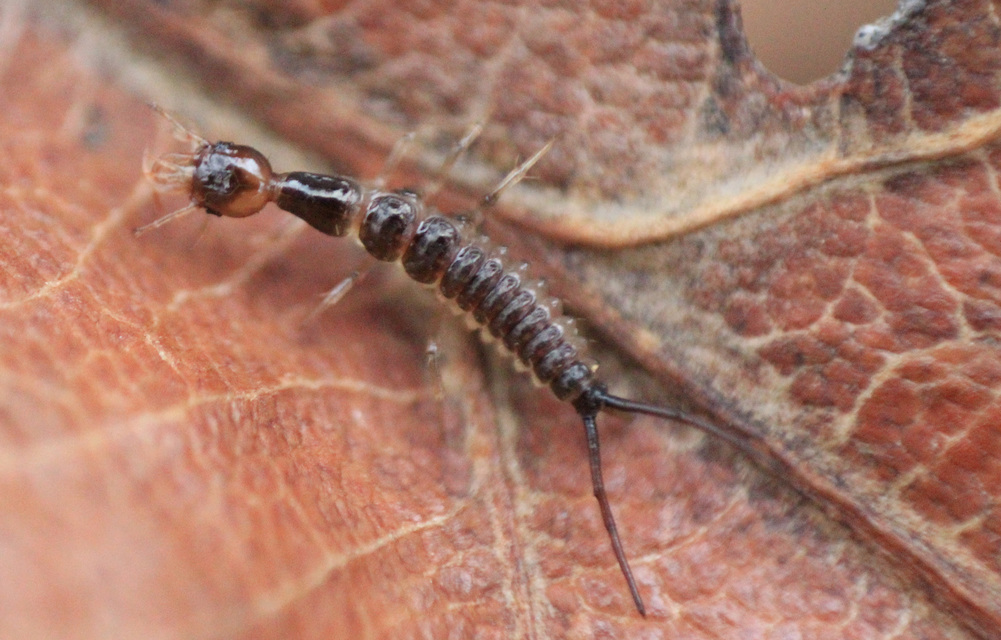 Staphylinidae - holyvafélék