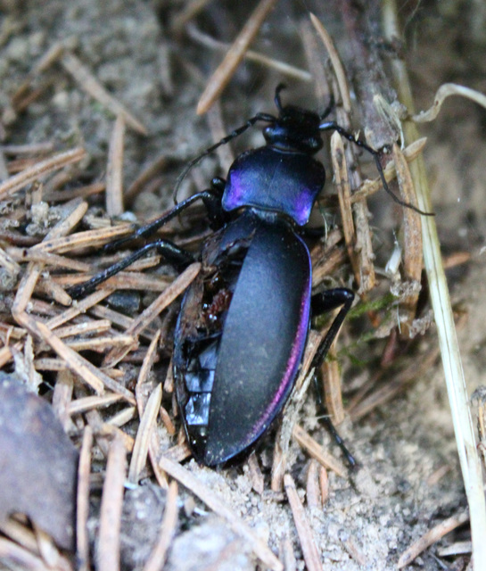 Carabus violaceus - kékfutrinka Carabus violaceus - kékfutrinka