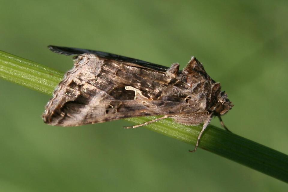 Autographa gamma - gammalepke