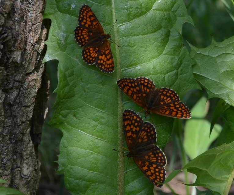 Melitaea aurelia - recés tarkalepke