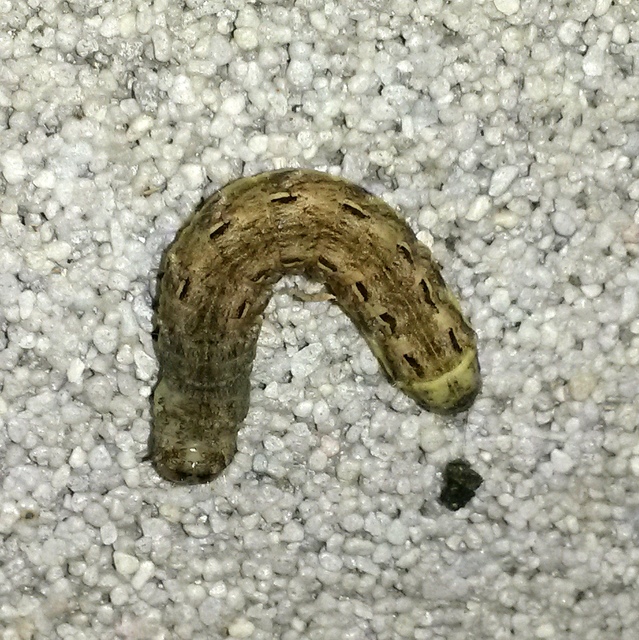 Noctua pronuba - nagy sárgafűbagoly