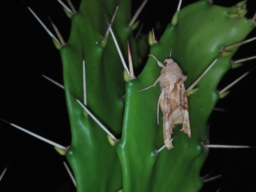 Phlogophora meticulosa - vándorló csipkésbagoly