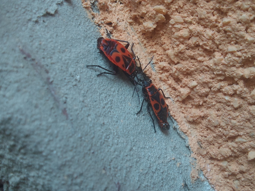 Pyrrhocoris apterus - verőköltő poloska