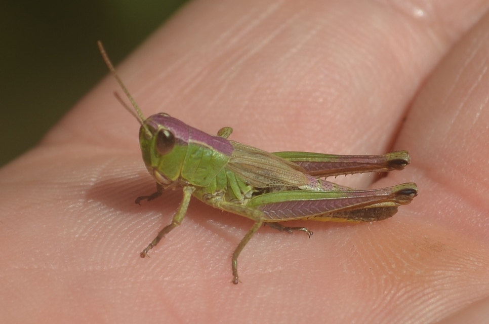 Pseudochorthippus parallelus - közönséges rétisáska