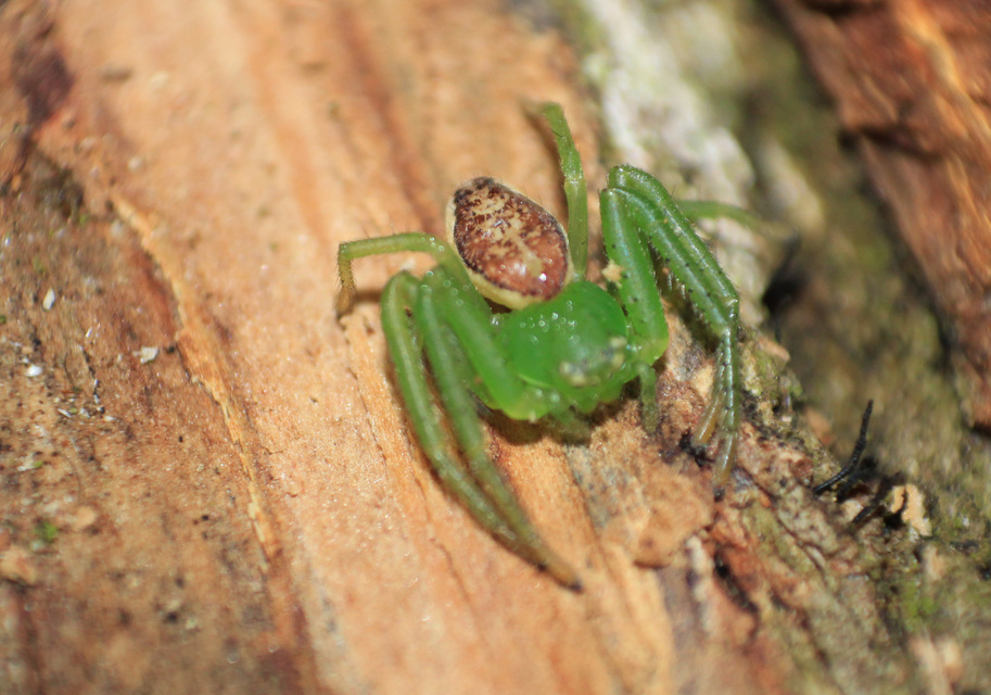 Diaea dorsata - címeres karolópók