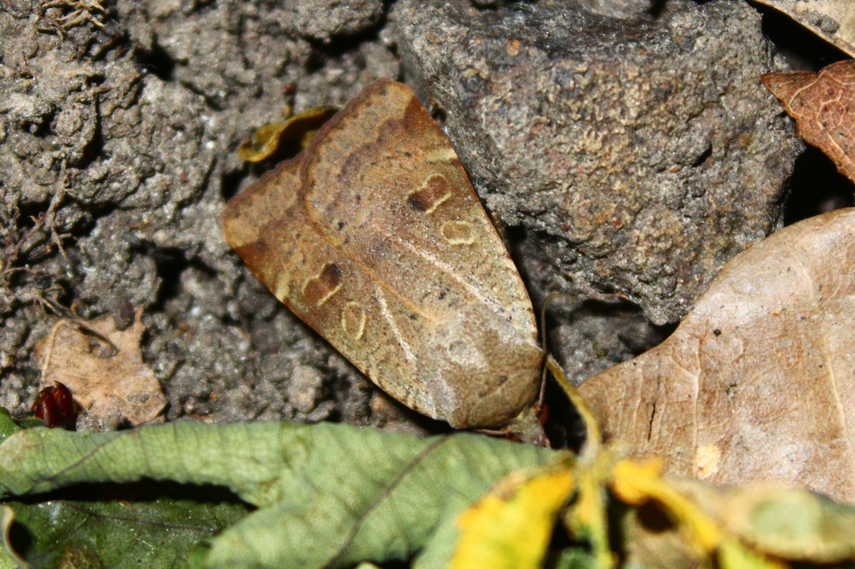 Noctua interposita - köztes sárgafűbagoly