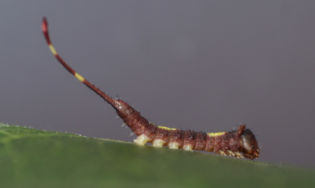 Furcula bifida - kis púposszövő