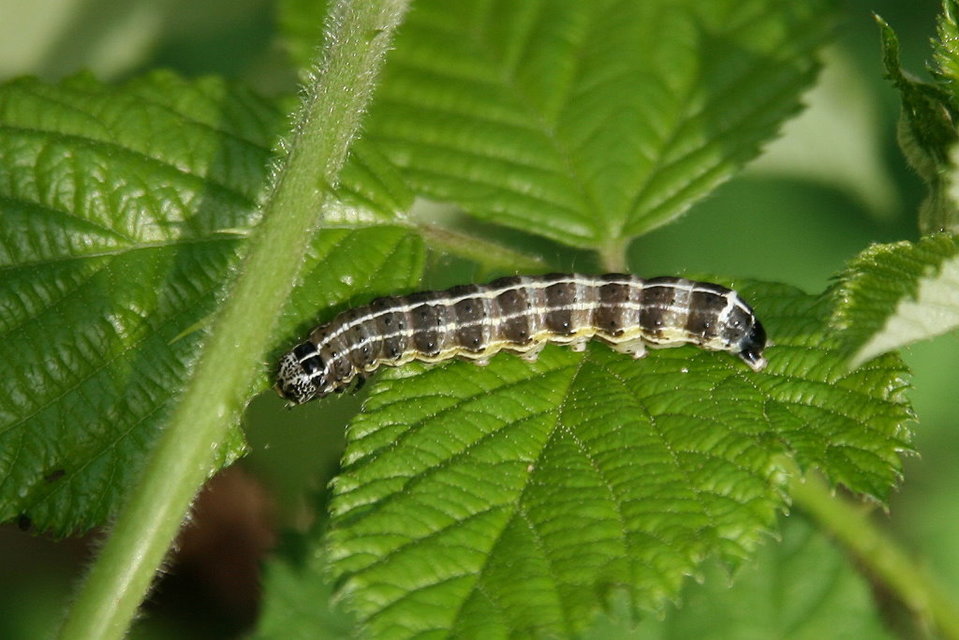 Orthosia cruda - kis barkabagoly