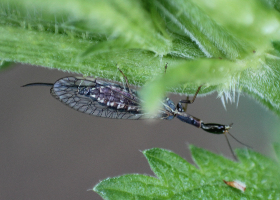 Raphidioptera - Tevenyakú-fátyolkák