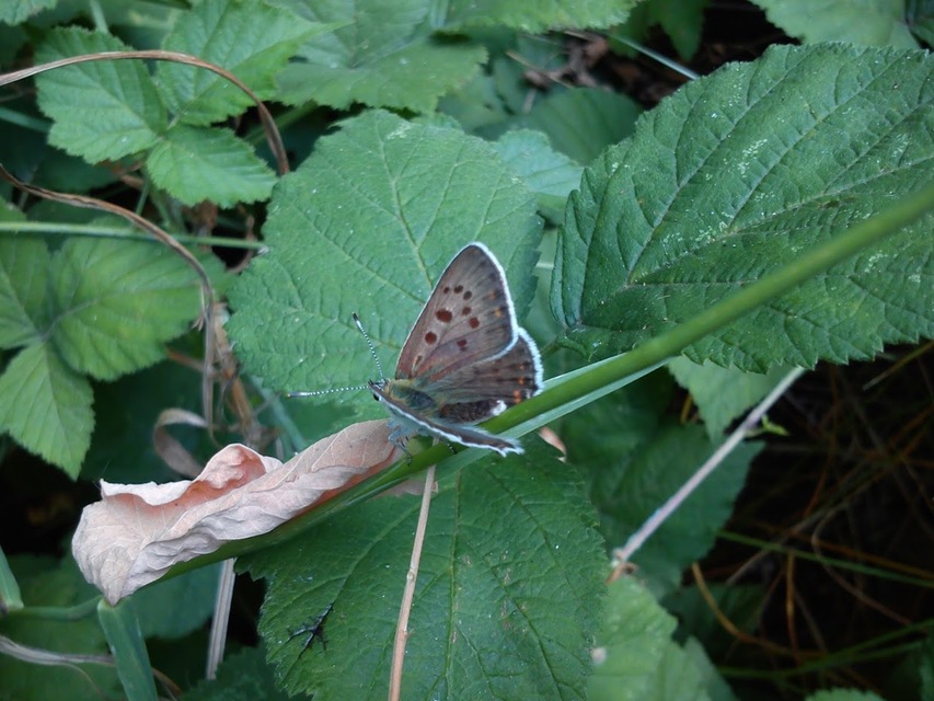 Lycaena tityrus - barna tűzlepke