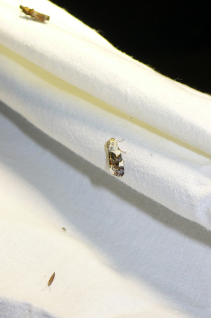 Acontia lucida - fehér nappalibagoly