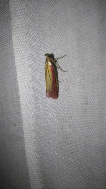 Oncocera semirubella - lucernamoly