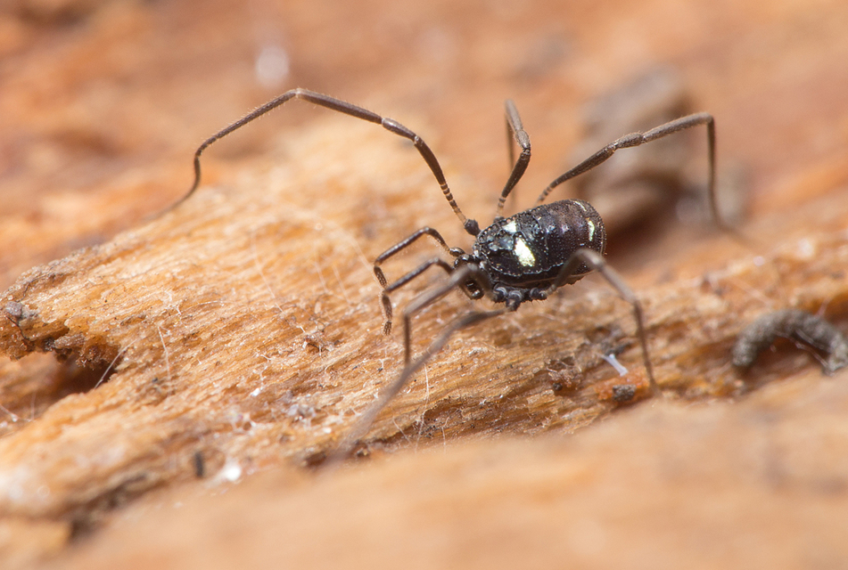 Carinostoma elegans