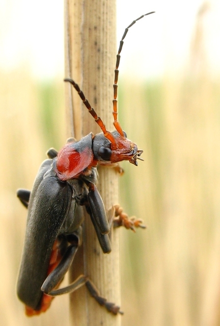 Cantharis fusca - közönséges lágybogár