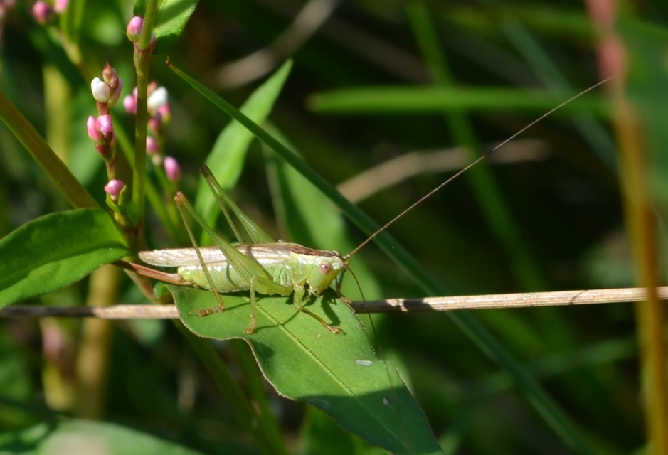 Conocephalus fuscus - kis kúpfejűszöcske