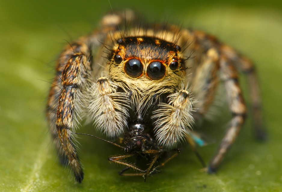 Carrhotus xanthogramma - rozsdás ugrópók